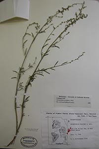 Herbarium sheet of UCR 56295